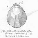Image of Terebratula Müller 1776