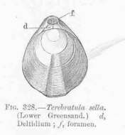 Image of Terebratulidae Gray 1840