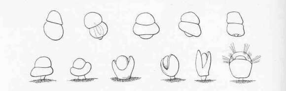 Image of lamp shells