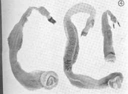 Image of Lyrodus Gould 1870