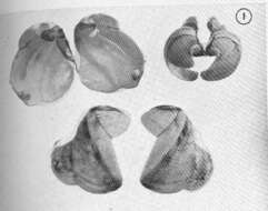 Image of Teredinidae Rafinesque 1815