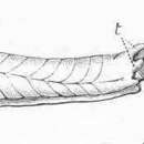 Imagem de Testacella Lamarck 1801