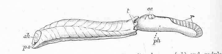 Image de Testacelloidea Gray 1840