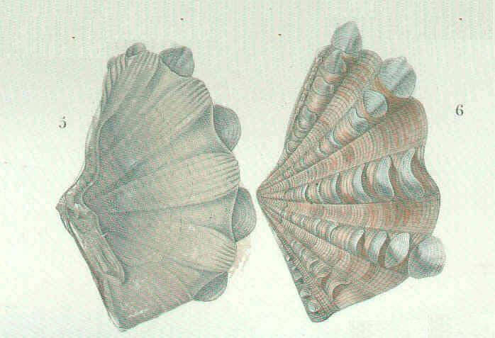 Image of Cardioidea Lamarck 1809