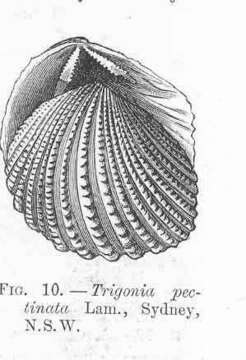 Imagem de Psammobiidae J. Fleming 1828