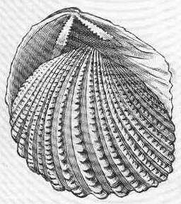 Image of Psammobiidae J. Fleming 1828