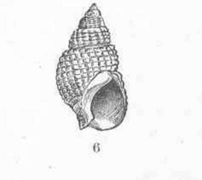 Image of nassa mud snails