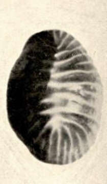Image of Triviidae Troschel 1863
