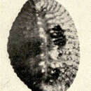 Imagem de Pusula pediculus (Linnaeus 1758)