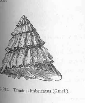 Image de Trochidae Rafinesque 1815