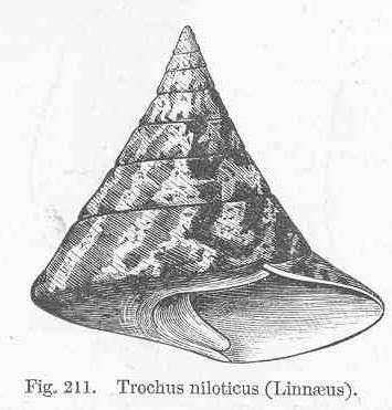 Image of Tegulidae Kuroda, Habe & Oyama 1971