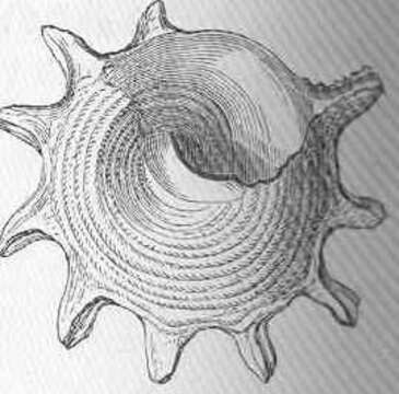 Image de Trochidae Rafinesque 1815