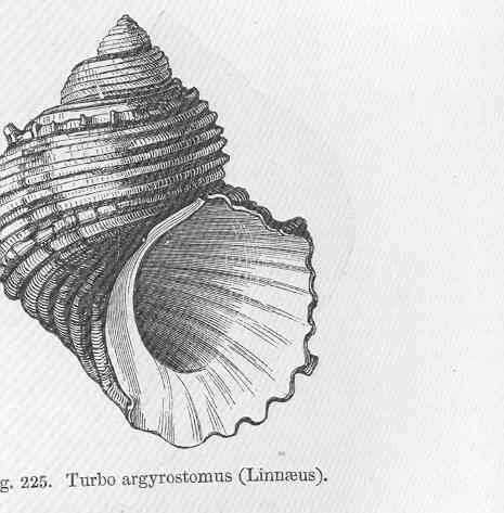 Image de Turbo Linnaeus 1758