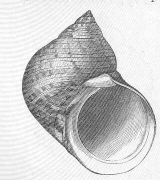 Image of turban snail