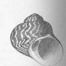 Image de Lunella undulata (Lightfoot 1786)
