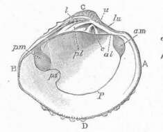 Image of Veneroidea Rafinesque 1815