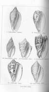 Volutoidea Rafinesque 1815的圖片