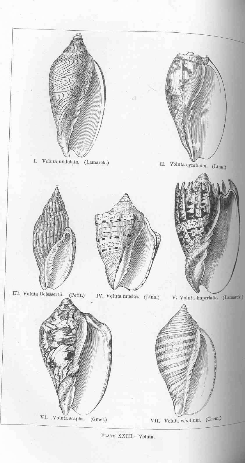 Image of Volutoidea Rafinesque 1815