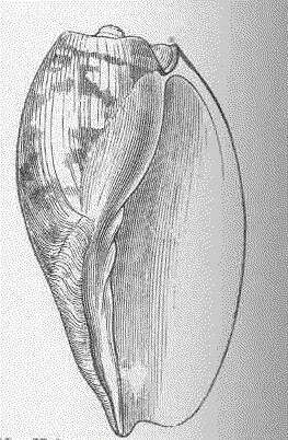 Image of Volutoidea Rafinesque 1815