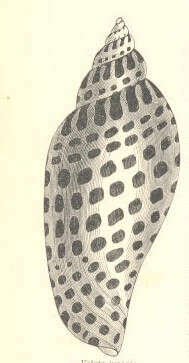 Image of Volutoidea Rafinesque 1815