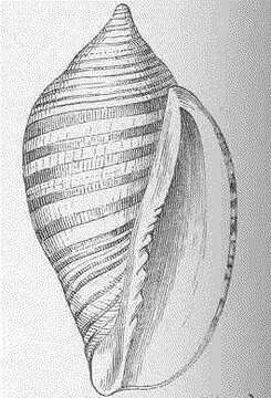 Image of Volutoidea Rafinesque 1815