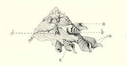 Image of Xenophoroidea Troschel 1852