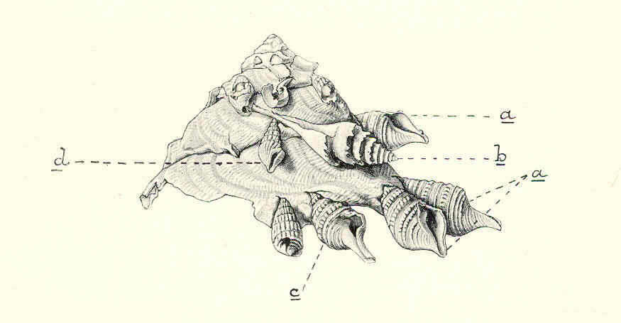 Image of Xenophora Fischer von Waldheim 1807