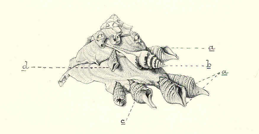 Image of Xenophoroidea Troschel 1852