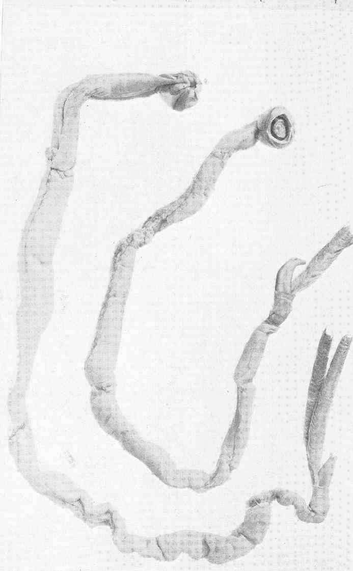 Слика од Teredinidae Rafinesque 1815