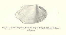 Image of Yoldiidae Dall 1908
