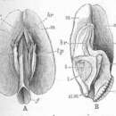 Sivun Yoldia limatula (Say 1831) kuva