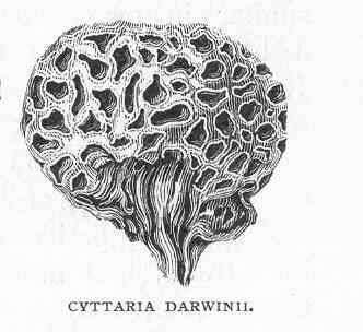 Слика од Cyttariales