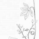 Sivun Manihot tristis subsp. saxicola (Lanj.) D. J. Rogers & Appan kuva