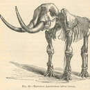 Image of <i>Mammut americanum</i> (Kerr 1792)