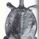 Image of Eastern Spiny Softshell
