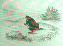 Слика од Gastrophryninae Fitzinger 1843