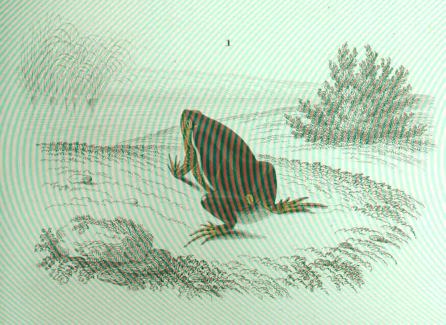 Image de Gastrophryninae Fitzinger 1843