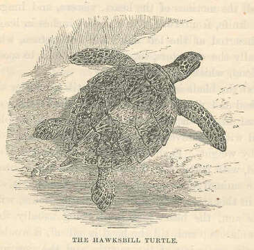 Image of Eretmochelys