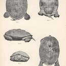 Sivun Malaclemys terrapin (Schoepff 1793) kuva