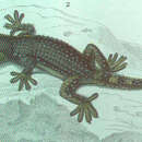 Image of Common Wall Gecko