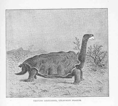 Image of Chelonoidis Fitzinger 1835