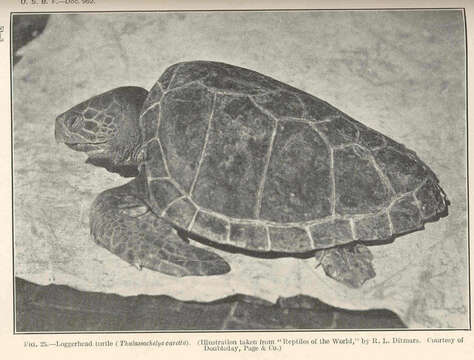 Image de Caretta