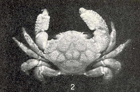 Imagem de Pilumnoidea Samouelle 1819