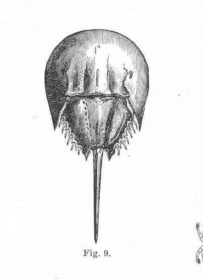 Image of Aegidae White 1850