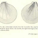 Image de Propeamussium alcocki (E. A. Smith 1894)