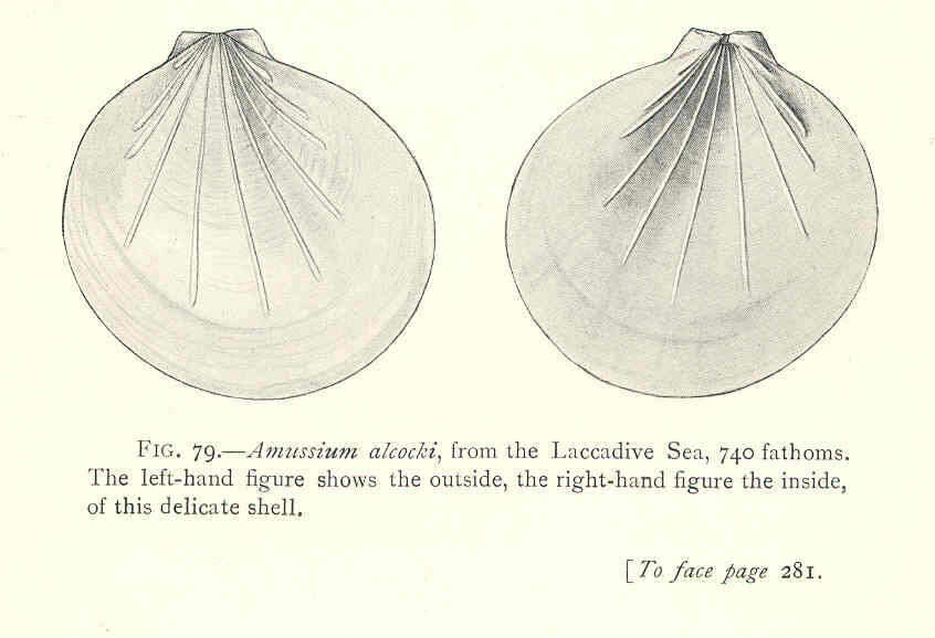 Image de Propeamussiidae Abbott 1954