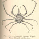 Imagem de Anamathia rissoana (P. Roux 1828)