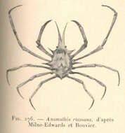 Image of Majoidea Samouelle 1819