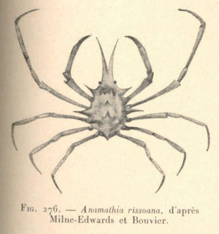 Image of Anamathia Smith 1885