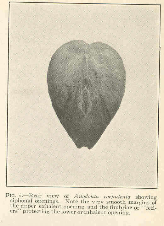 Image of Pyganodon Crosse & P. Fischer 1894